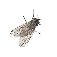 Fly Png 7 PNG Image