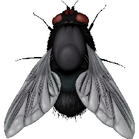 Fly Png Image PNG Image