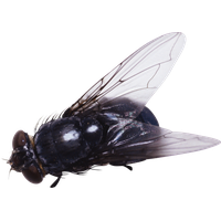 Fly Png 6 PNG Image