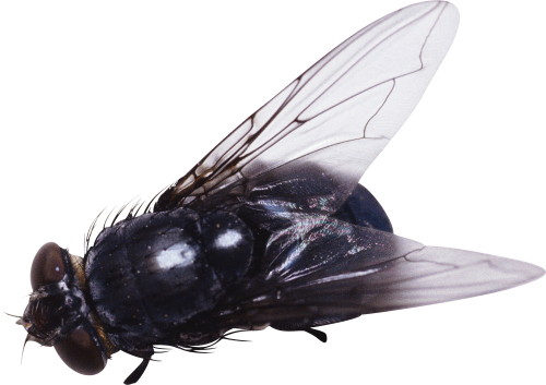Fly Png 6 PNG Image