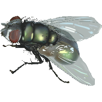 Fly Png Image PNG Image