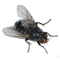 Fly Png 3 PNG Image