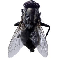 Fly Png 2 PNG Image