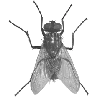 Fly Png Image PNG Image