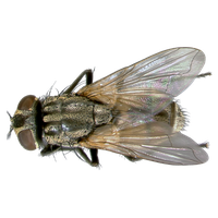 Fly Png 8 PNG Image