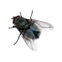 Fly Png PNG Image