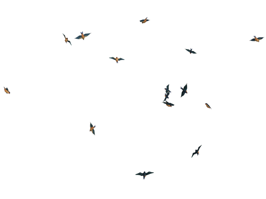 Flying Bird Image PNG Image