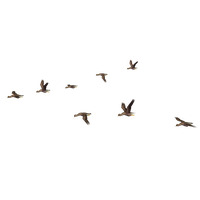 flying birds clipart png