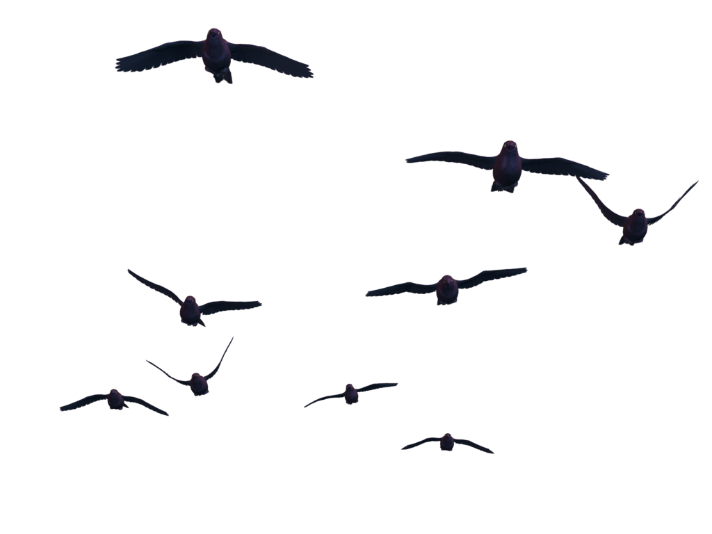 Flying Bird Transparent PNG Image