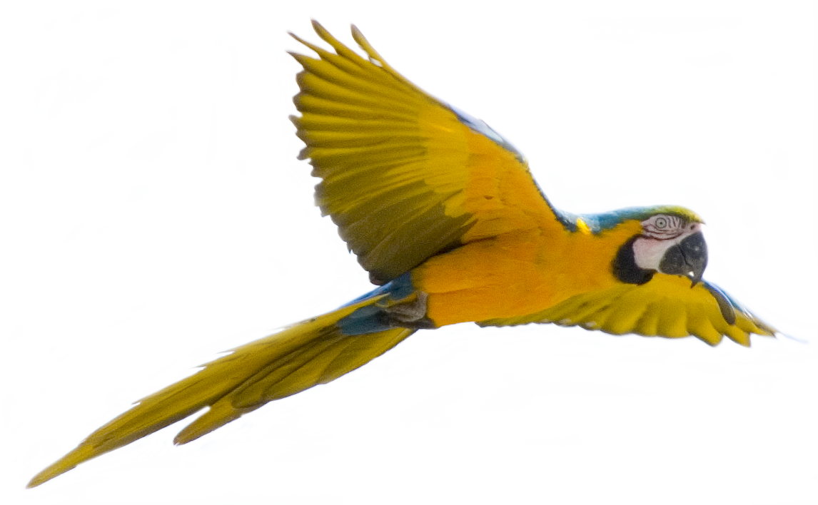 Download Flying Bird Transparent Background HQ PNG Image | FreePNGImg