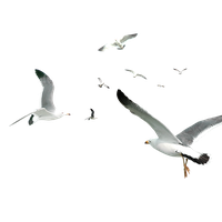 Download Flying Bird Free PNG photo images and clipart | FreePNGImg