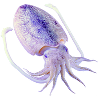 Purple Octopus Squid Invertebrates Marine Cephalopod PNG Image