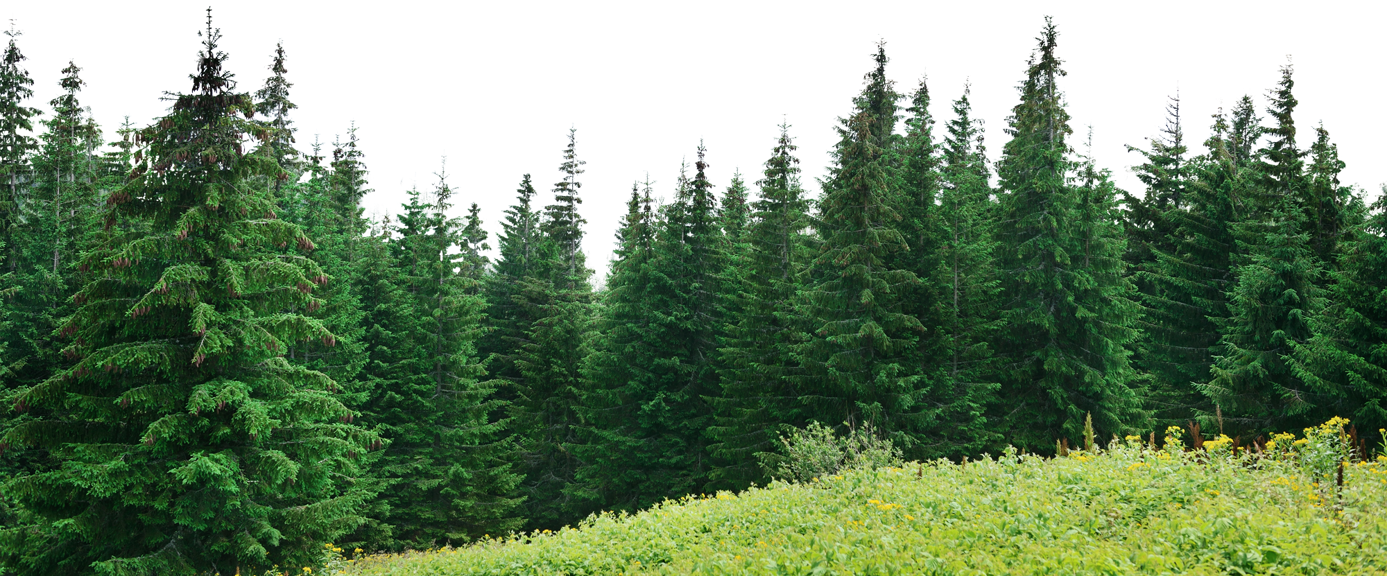 Tree Forest Free HD Image PNG Image