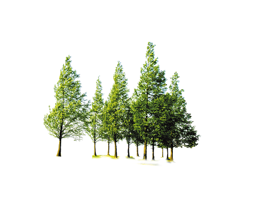 Tree Forest Free Transparent Image HQ PNG Image
