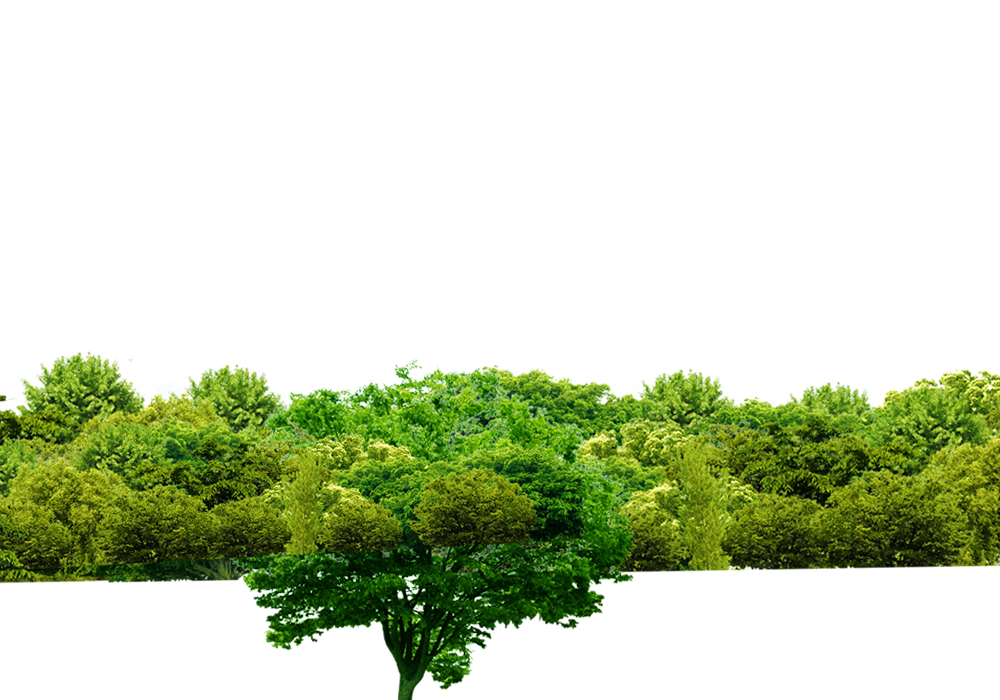 Tree Green Forest Free Clipart HQ PNG Image