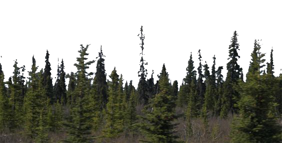 Forest PNG Image