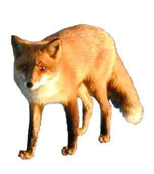 Fox Png 3 PNG Image