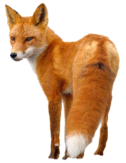 Fox Png 2 PNG Image