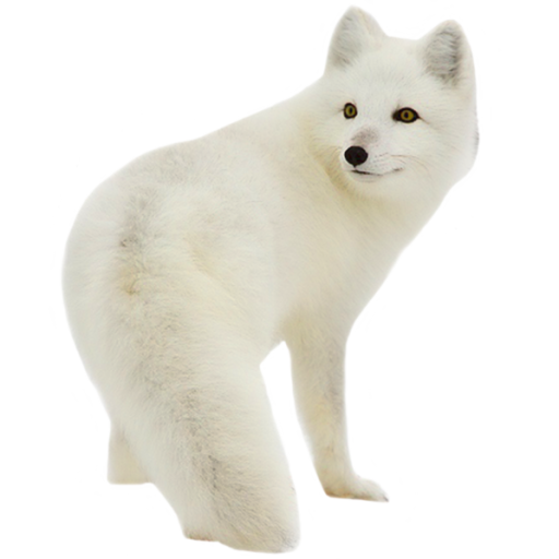 Arctic Fox Snow Free Clipart HD PNG Image
