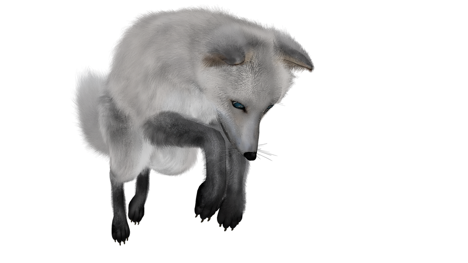 Arctic Fox Snow Free Download Image PNG Image