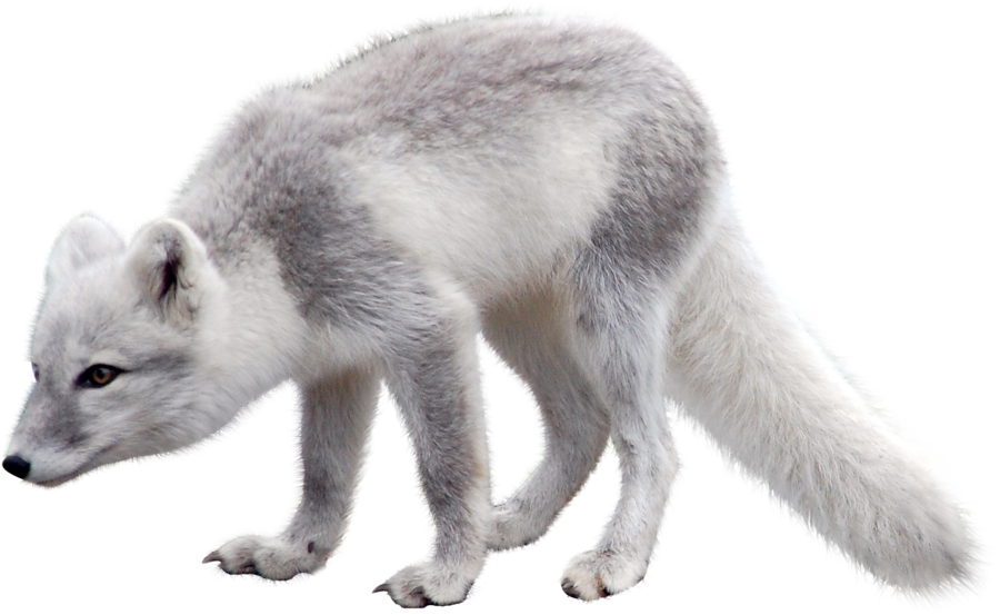 Images Arctic Fox Snow Free HQ Image PNG Image