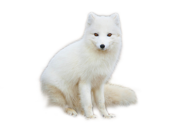 White Fox Arctic PNG File HD PNG Image