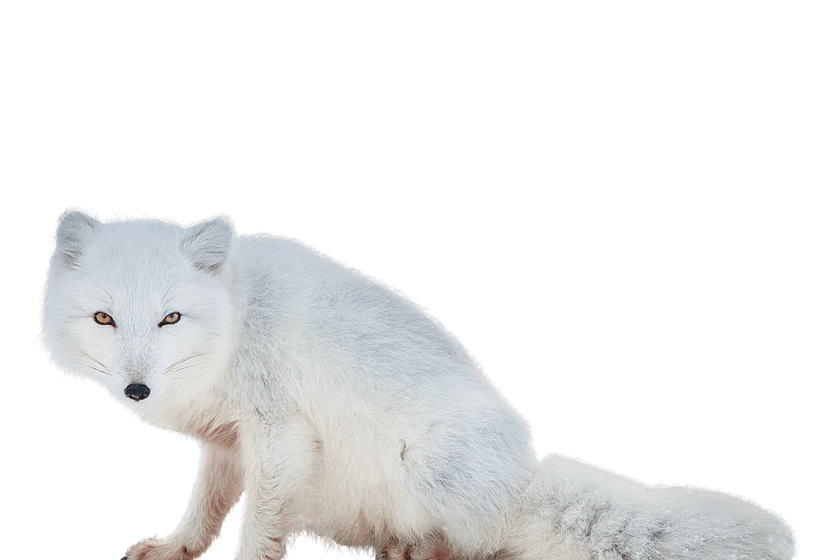 Picture White Fox Arctic Download Free Image PNG Image