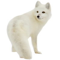 White Fox Arctic HQ Image Free PNG