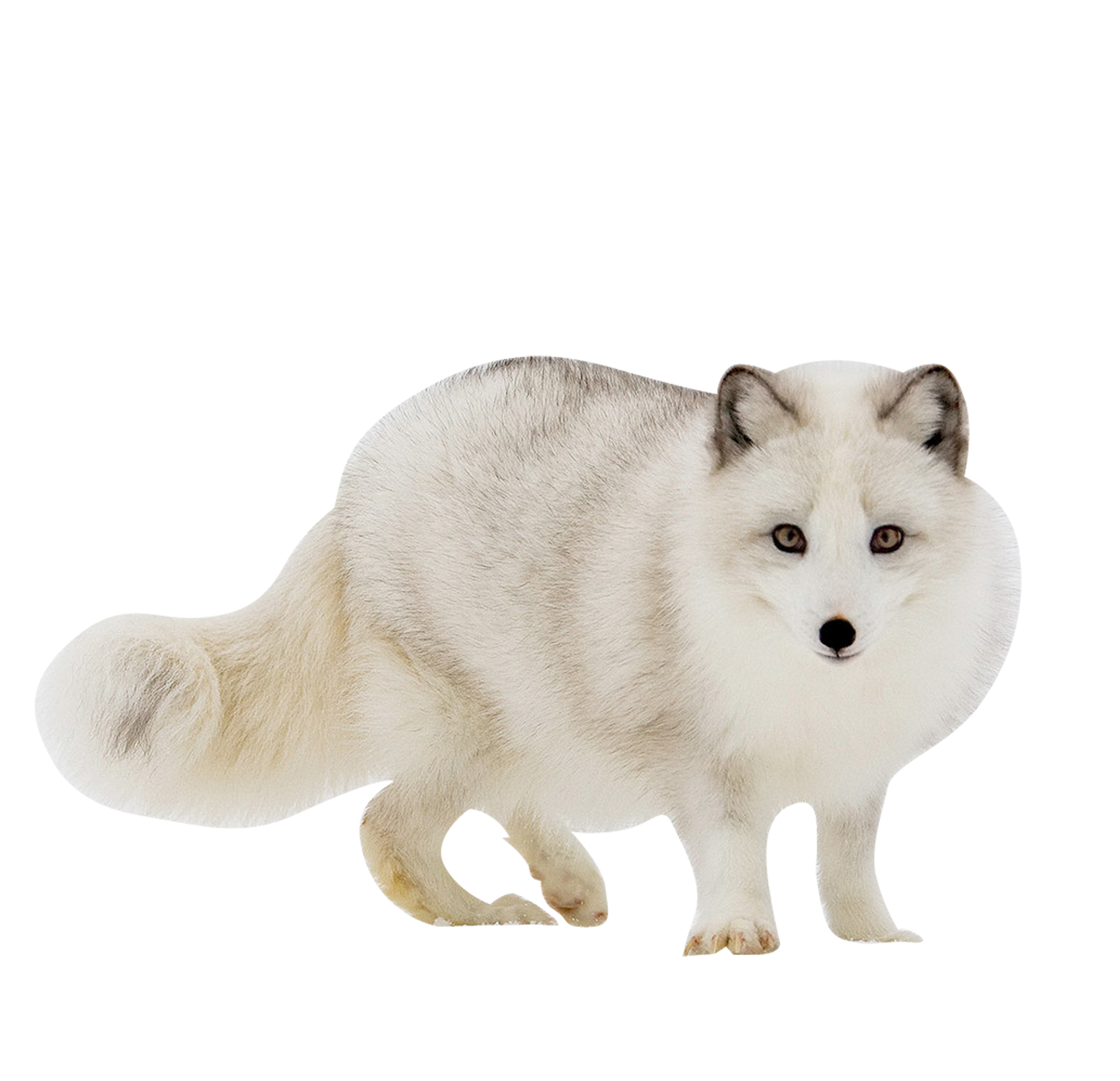 White Fox Arctic Download HQ PNG Image
