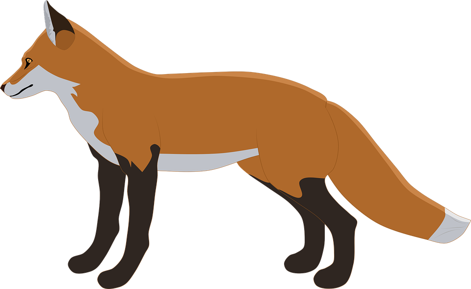 Vector Fox PNG Image High Quality PNG Image