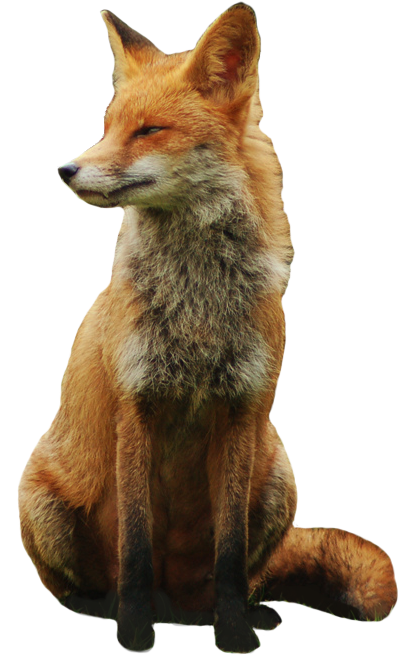 Fox Png 12 PNG Image