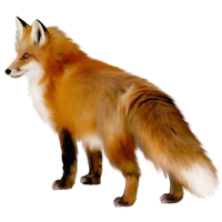 Artistic Fox Clipart PNG