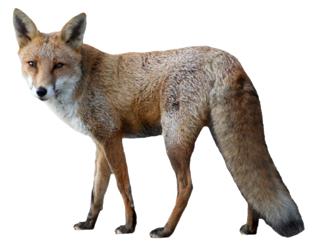 Fox PNG Image