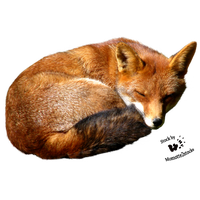Fox Image Transparent PNG Image