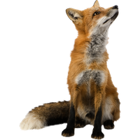 Fox File
