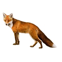 Fox Png 8 Transparent PNG Image