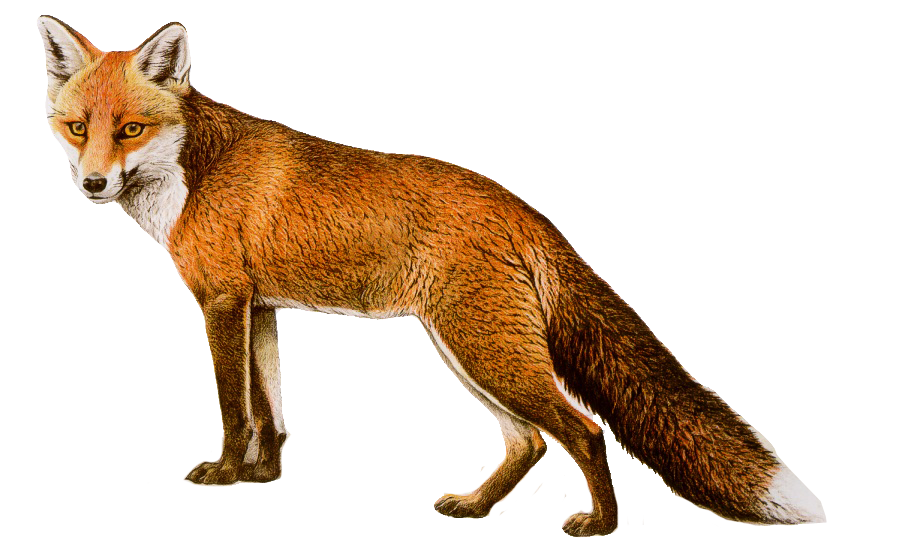 Fox Png 8 PNG Image
