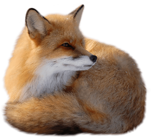 Fox Png Image Download Picture PNG Image