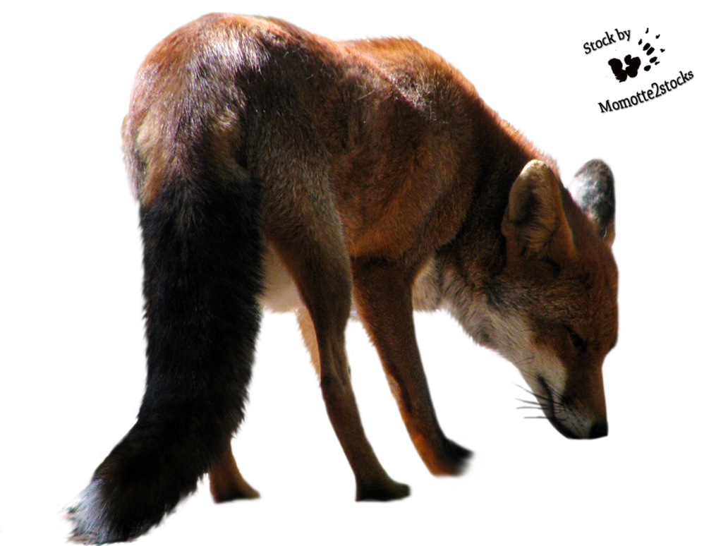 Fox Png 4 PNG Image
