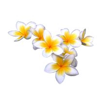 Frangipani Flower PNG Download Free PNG Image