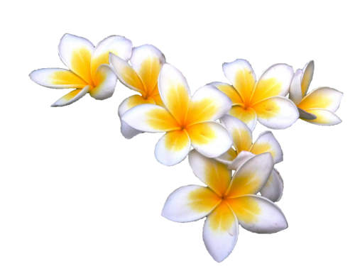 Frangipani Flower PNG Download Free PNG Image
