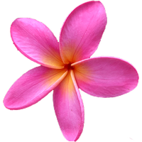 Download Frangipani Free PNG photo images and clipart | FreePNGImg