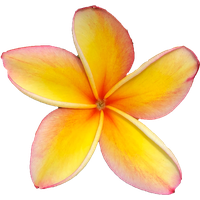 Frangipani Free Transparent Image HQ PNG Image