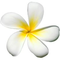 Frangipani White Flower Photos Free Clipart HD PNG Image