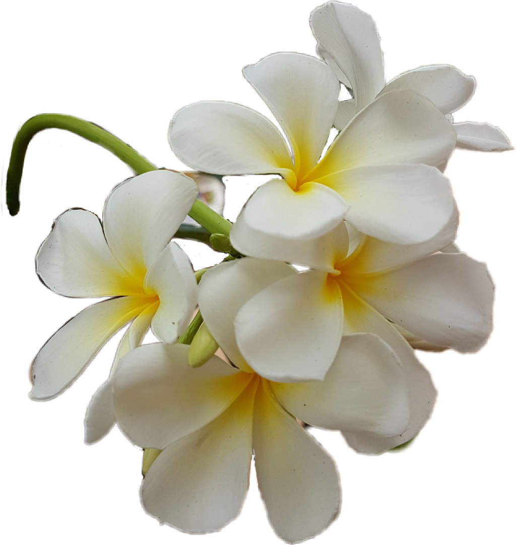 Frangipani White Flower PNG File HD PNG Image