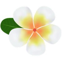 Frangipani White Flower PNG Download Free PNG Image