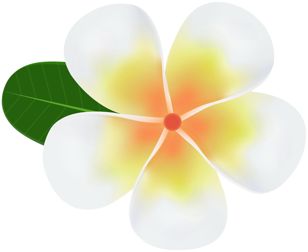Frangipani White Flower PNG Download Free PNG Image