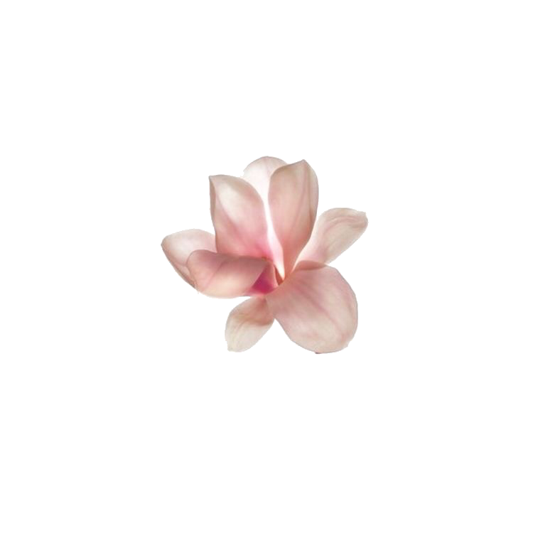 Pink Frangipani Flower Free Transparent Image HD PNG Image