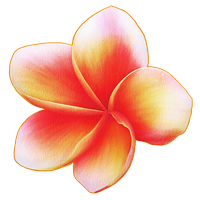 Download Frangipani Free PNG photo images and clipart | FreePNGImg