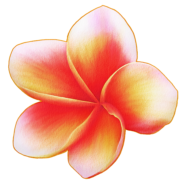 Pink Frangipani Flower Download HD PNG Image